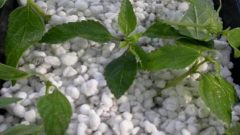 Tarım Perliti Ne işe Yarar ve Nasıl Kullanılır