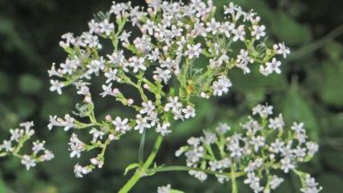 Kedi Otu Ne İşe Yarar Kapsül ve Bitkisi Bilgileri