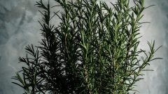 Biberiye Çayı Ne İşe Yarar Faydaları Nelerdir