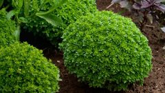 Fesleğen Ne İşe Yarar , Faydaları Nelerdir