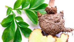 Konjac Bitkisi Ne İşe Yarar