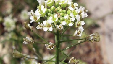 Çoban Çantası Ne İşe Yarar , Kullanan Var Mı