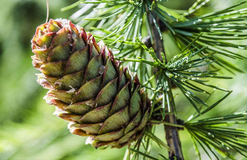 çam kozalağı ne işe yarar