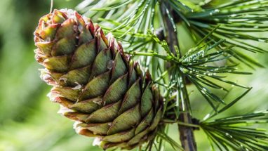 Çam Kozalağı Ne İşe Yarar