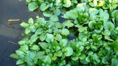 Çayır Su Teresi Faydaları