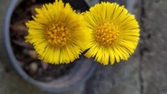 Öksürük Otu Ne İşe Yarar