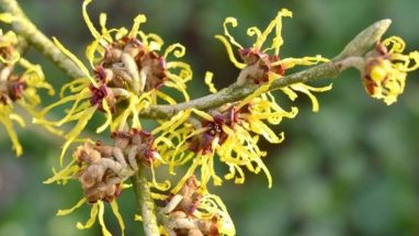 Cadı Fındığı Ne İşe Yarar Faydaları ve Yan Etkileri