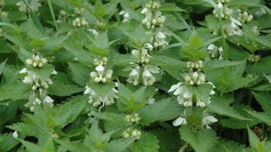 Hamam Otu Ne İşe Yarar Fiyatı Nedir