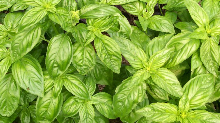 Sivrisinek Düşmanı 10 Bitki Sivrisinek Kovucu Bitkiler