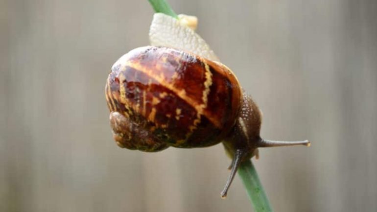 Salyangoz Kremi Ne İşe Yarar Faydaları Nelerdir