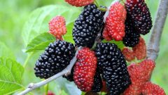 Dut Ne İşe Yarar Faydaları Nelerdir