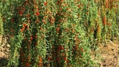 Goji Berry Nedir? Faydaları ve Zararları Nelerdir?