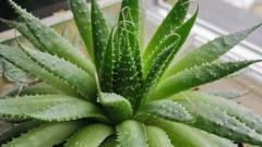 Aloe Vera Ne İşe Yarar Nasıl Yetiştirilir