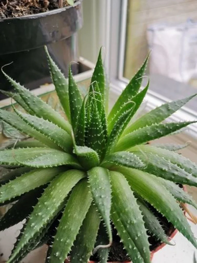 Aloe Vera Ne İşe Yarar