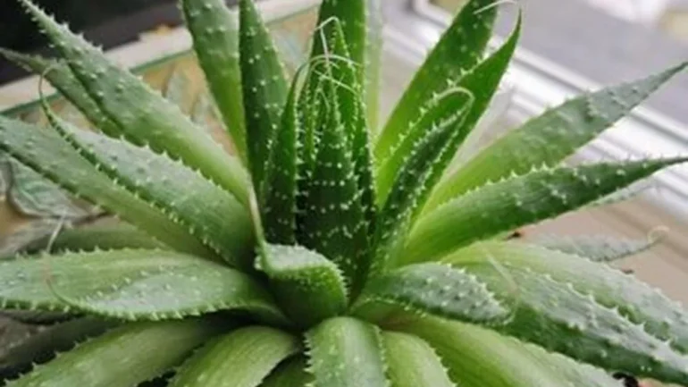 Aloe Vera Ne İşe Yarar Nasıl Yetiştirilir