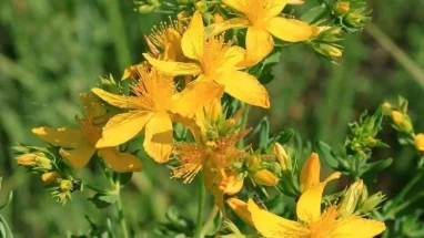 Sarı Kantaron Bitkisi, Faydaları Nelerdir?