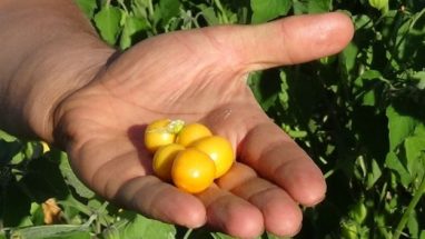 Altın Çilek Ne İşe Yarar Nasıl Yetiştirilir ?