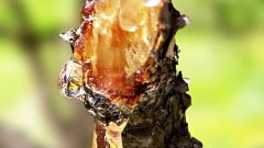Reçine Nedir ve Lekesi Nasıl Çıkarılır?