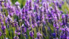 Karabaş Otu Ne İşe Yarar Faydaları Nelerdir?