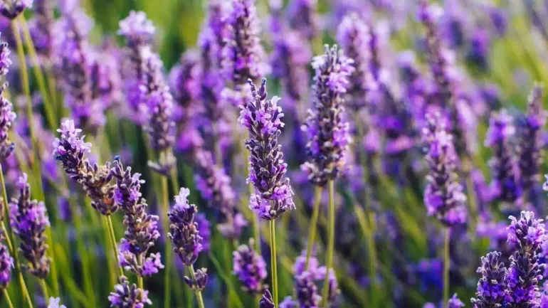 Karabaş Otu Ne İşe Yarar Faydaları Nelerdir?